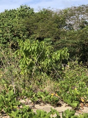 Hippomane mancinella