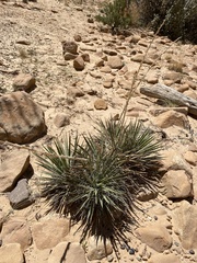 Yucca utahensis