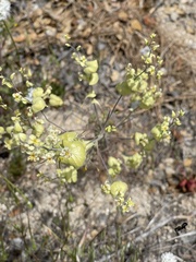Streptanthus diversifolius