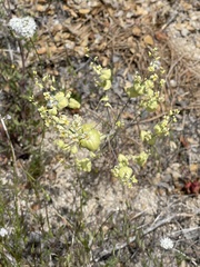Streptanthus diversifolius