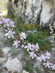 Delphinium hansenii hansenii
