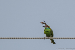 Merops orientalis