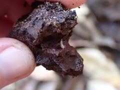 Miktoniscus