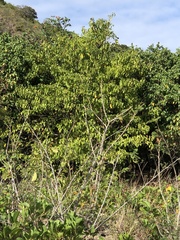 Hippomane mancinella