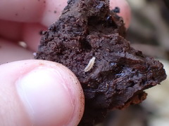 Miktoniscus