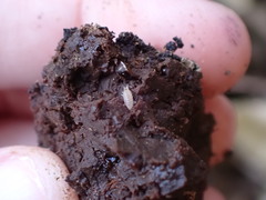 Miktoniscus