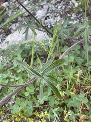 Delphinium hansenii hansenii