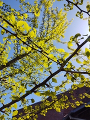 Ginkgo