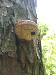 Cryptoporus volvatus