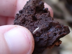 Miktoniscus