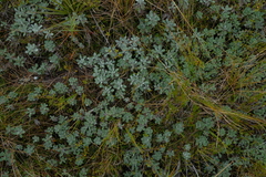 Celmisia discolor discolor