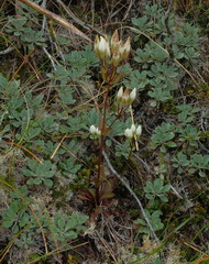 Gentianella tenuifolia