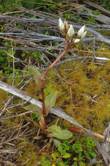 Gentianella tenuifolia