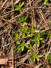 Chevreulia sarmentosa