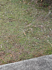 Chevreulia sarmentosa