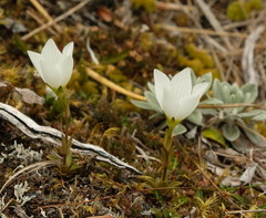 Gentianella montana montana