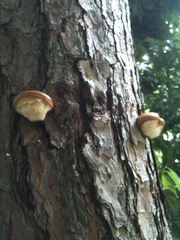 Cryptoporus volvatus