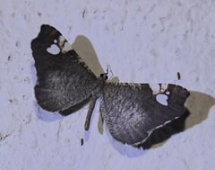 Macrosoma subornata