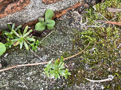 Chevreulia sarmentosa