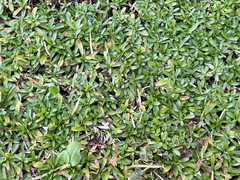 Chevreulia sarmentosa