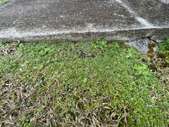 Chevreulia sarmentosa