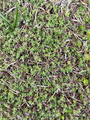 Chevreulia acuminata