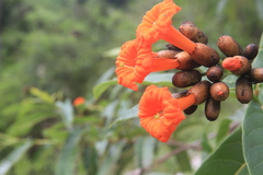 Cordia fitchii