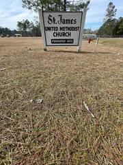 Chevreulia acuminata