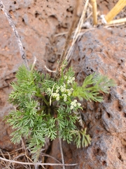 Spermolepis lateriflora