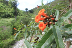 Cordia fitchii