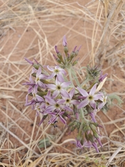 Amsonia arenaria