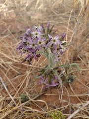 Amsonia arenaria