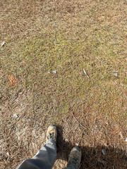 Chevreulia acuminata