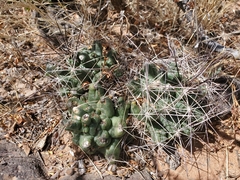 Coryphantha macromeris