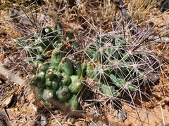Coryphantha macromeris