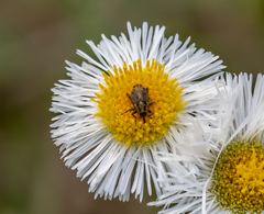 Linogeraeus neglectus