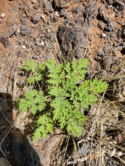 Hedosyne ambrosiifolia