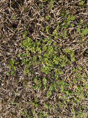 Chevreulia acuminata