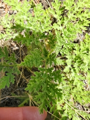 Hedosyne ambrosiifolia