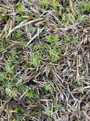 Chevreulia acuminata