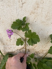 Erodium malacoides