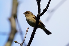 Phylloscopus collybita