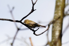 Phylloscopus collybita