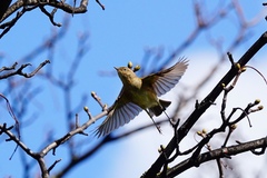 Phylloscopus collybita