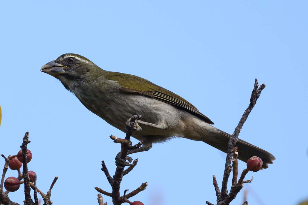 Lesser Antillean Saltator
