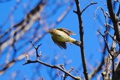 Phylloscopus collybita