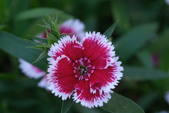 Dianthus chinensis × barbatus