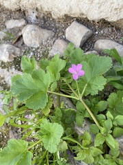 Erodium malacoides