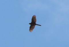 Accipiter cooperii image