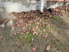 Chevreulia acuminata